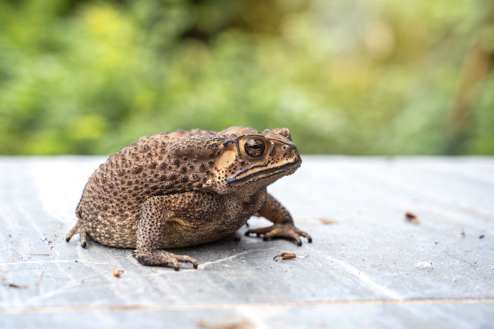 toad in garden