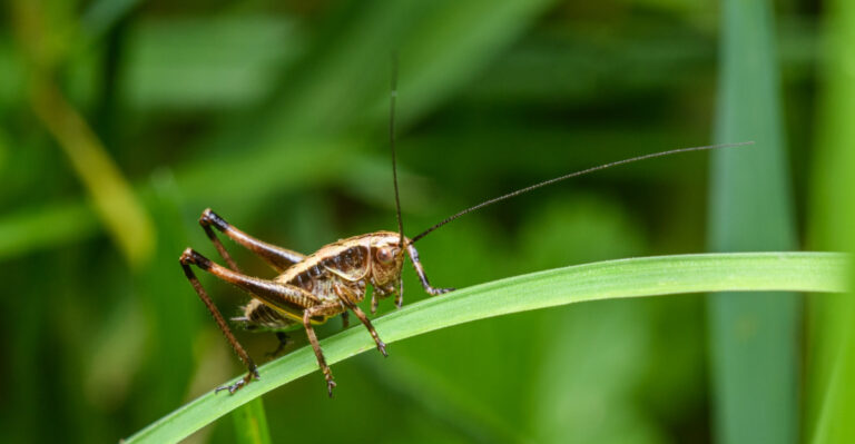 The Meaning Behind Crickets Singing Louder Than Usual In Indiana
