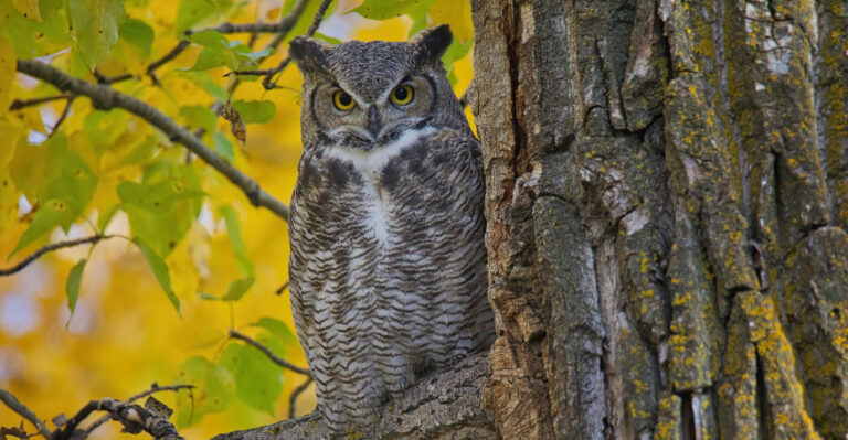 The Meaning Behind Owl Hoots Near Your New Jersey Home