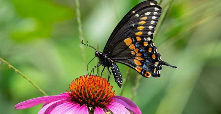 black swallowtail butterfly on purple coneflower