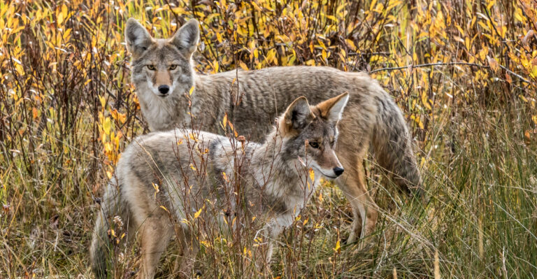 coyotes