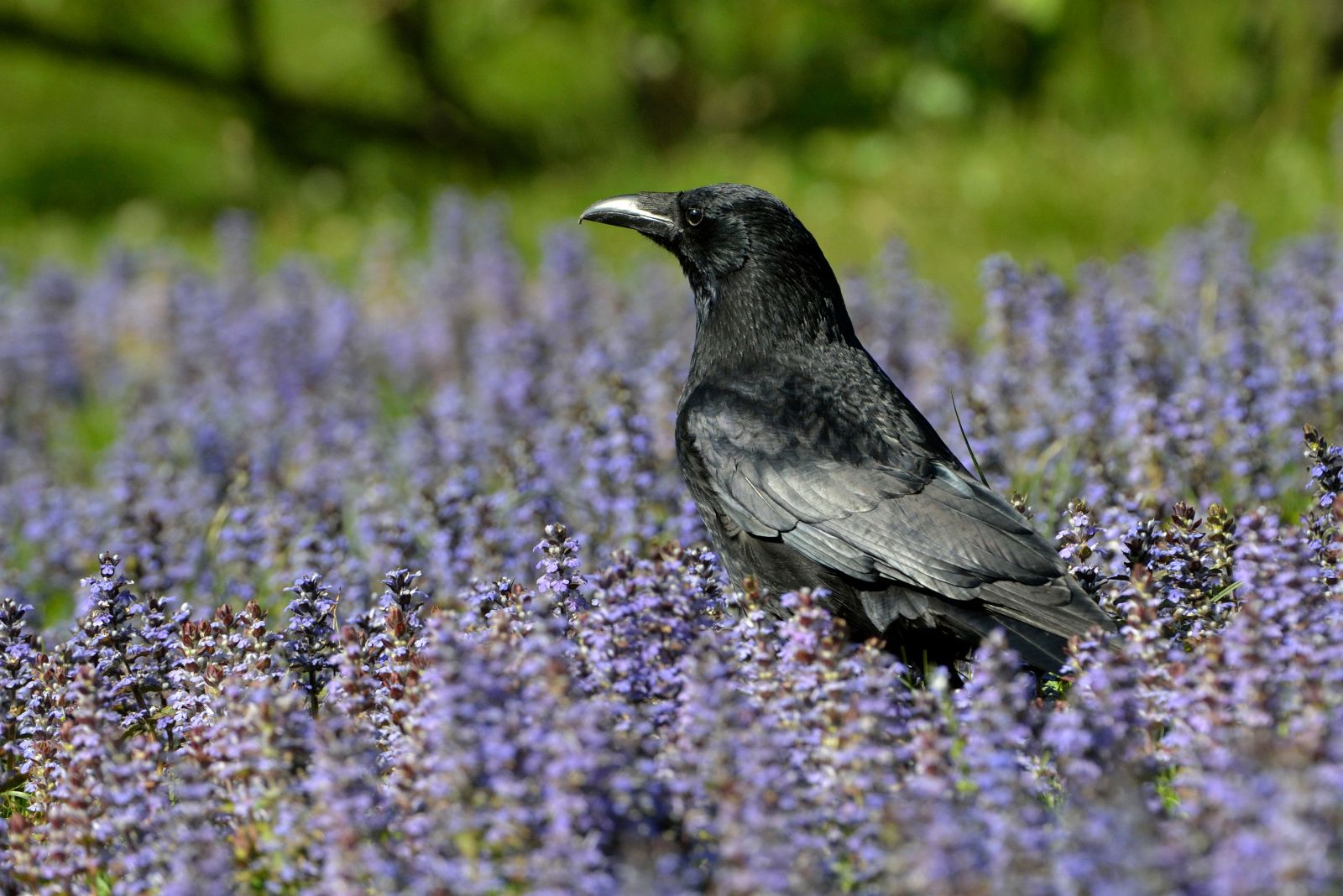 crow