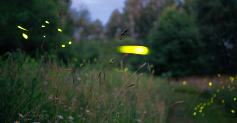 fireflies
