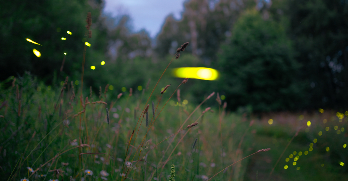 fireflies