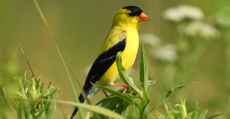 goldfinch