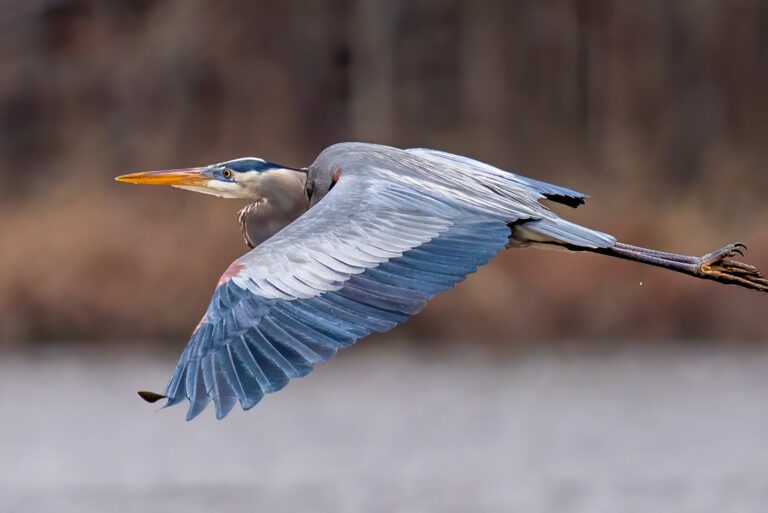 great blue heron