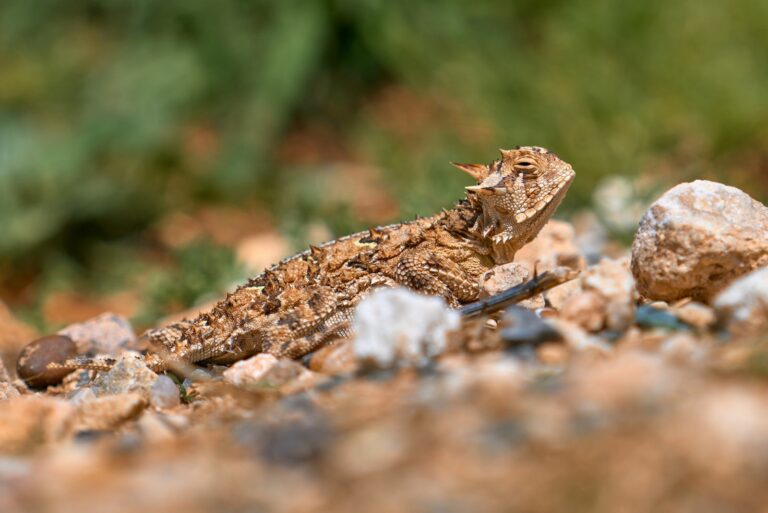 horned lizard
