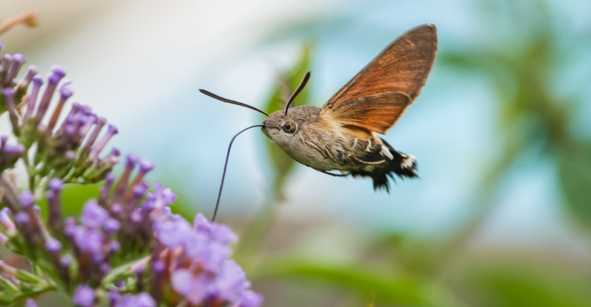 hummingbird moth