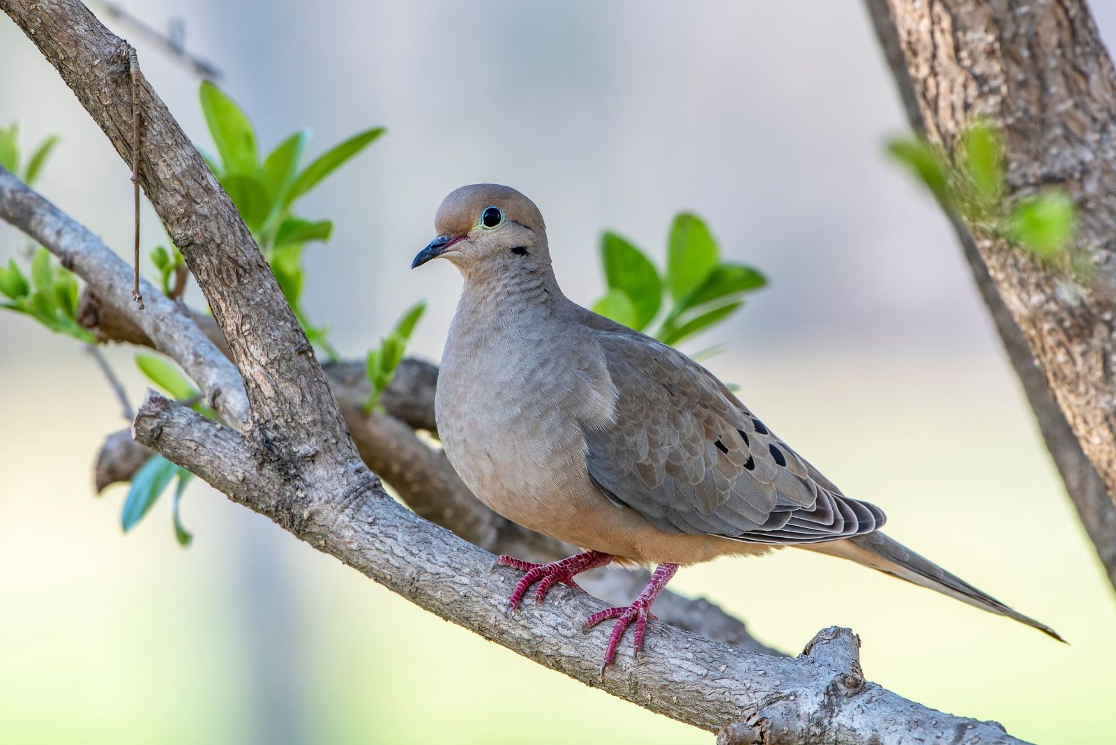 mourning dove
