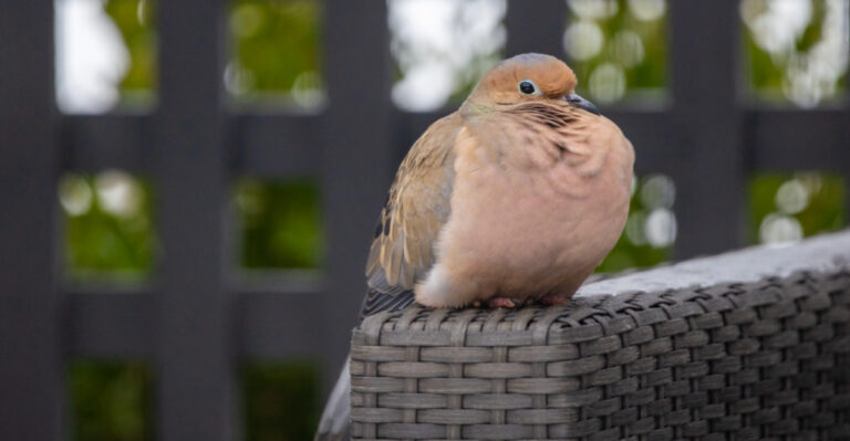 The Meaning Behind Seeing A Mourning Dove In Your Texas Yard