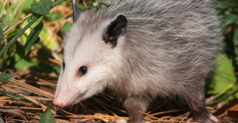 opossum