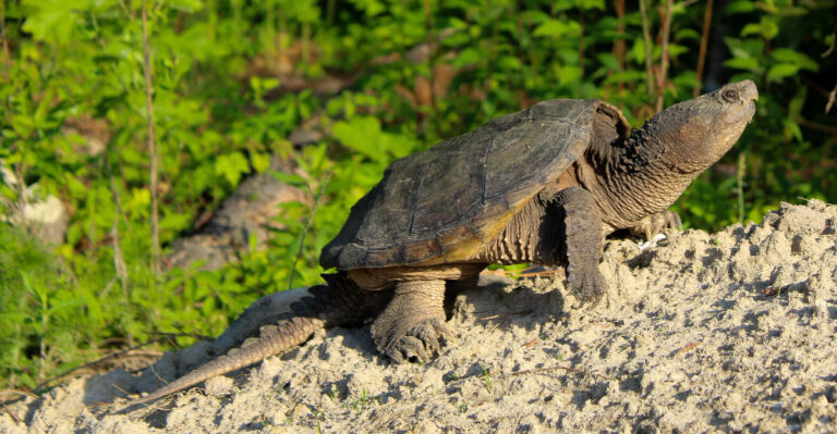 snapping turtle