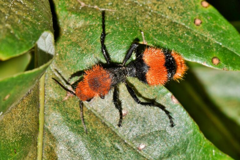 velvet ant