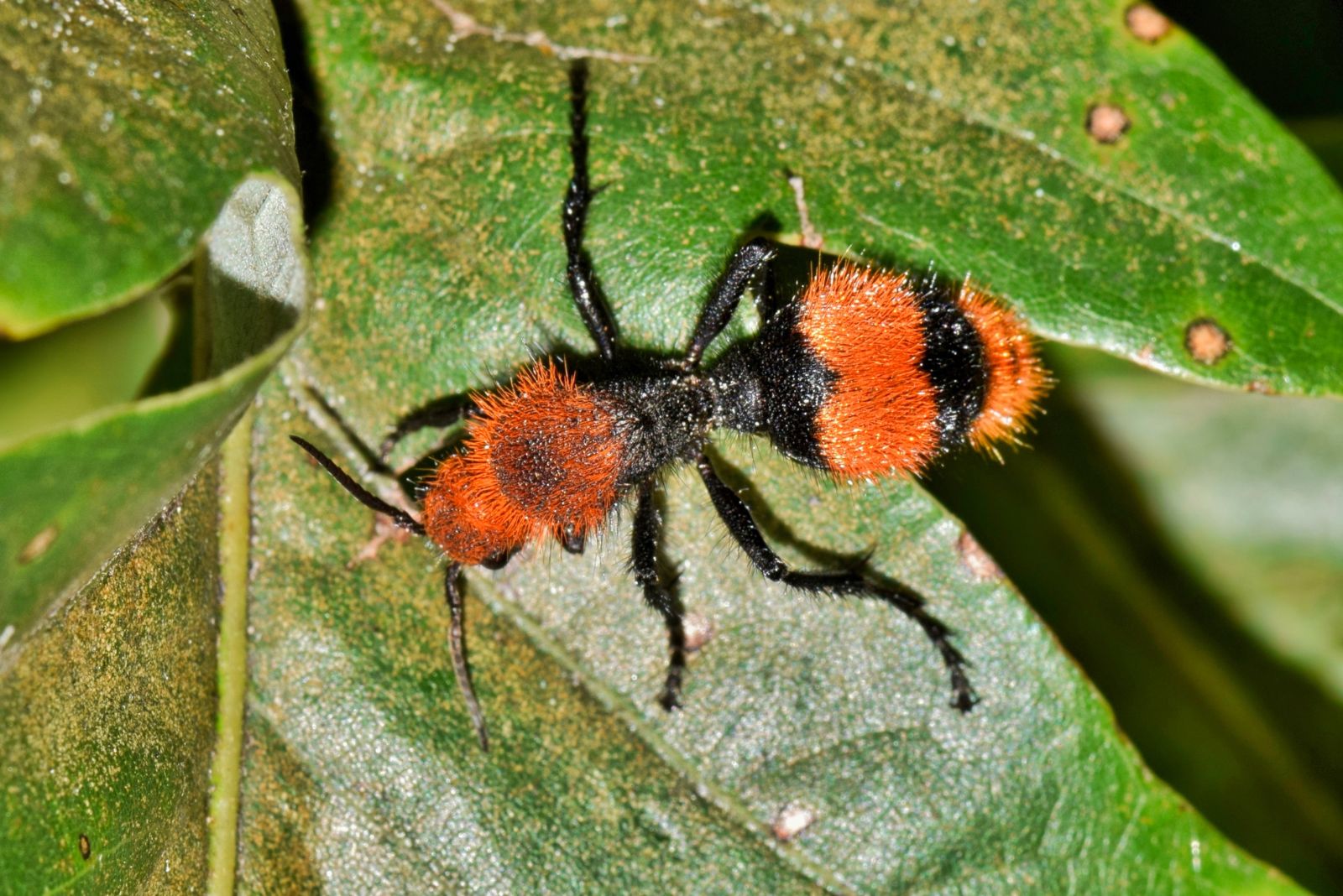 velvet ant
