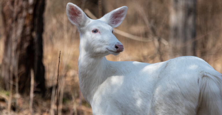 white deer