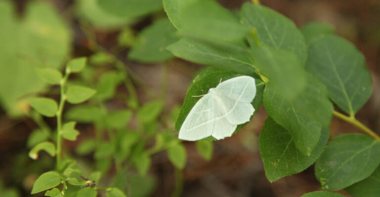 white moth
