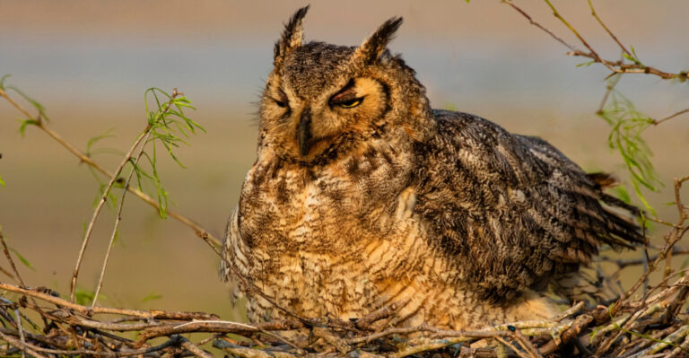 The Meaning Behind Seeing An Owl Near Your Texas Home At Night