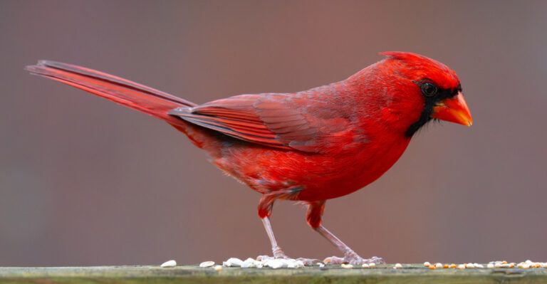 northern cardinal