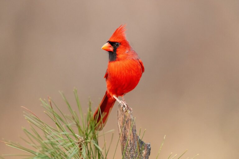 cardinal bird