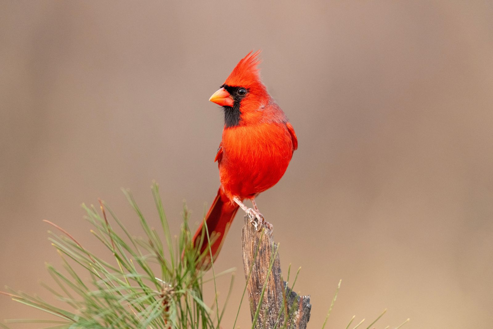 cardinal bird