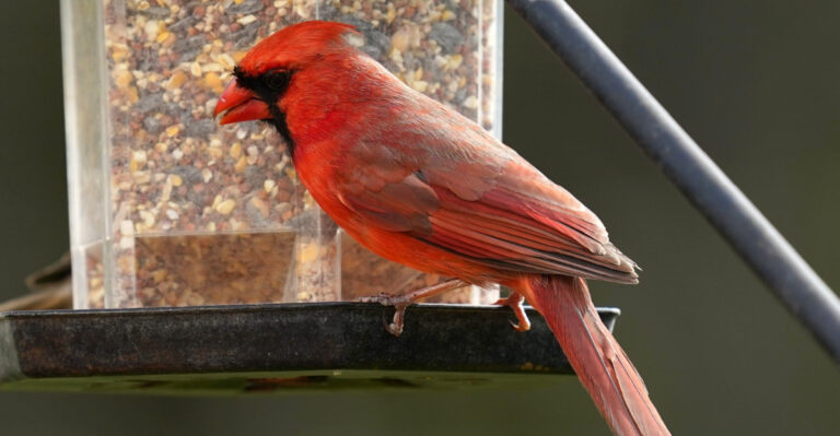The Meaning Behind Seeing Cardinals In Your Texas Yard
