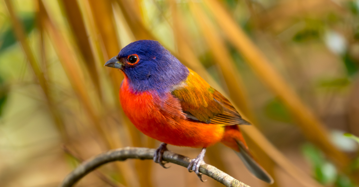 painted bunting