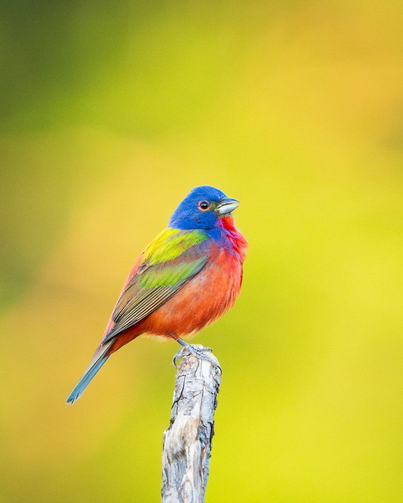 The Meaning Feels Personal Because The Bird Is So Rarely Seen
