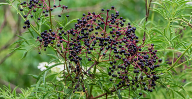The Michigan Native Berry Bush That Helps Deter Ticks And Produces Tons Of Fruit