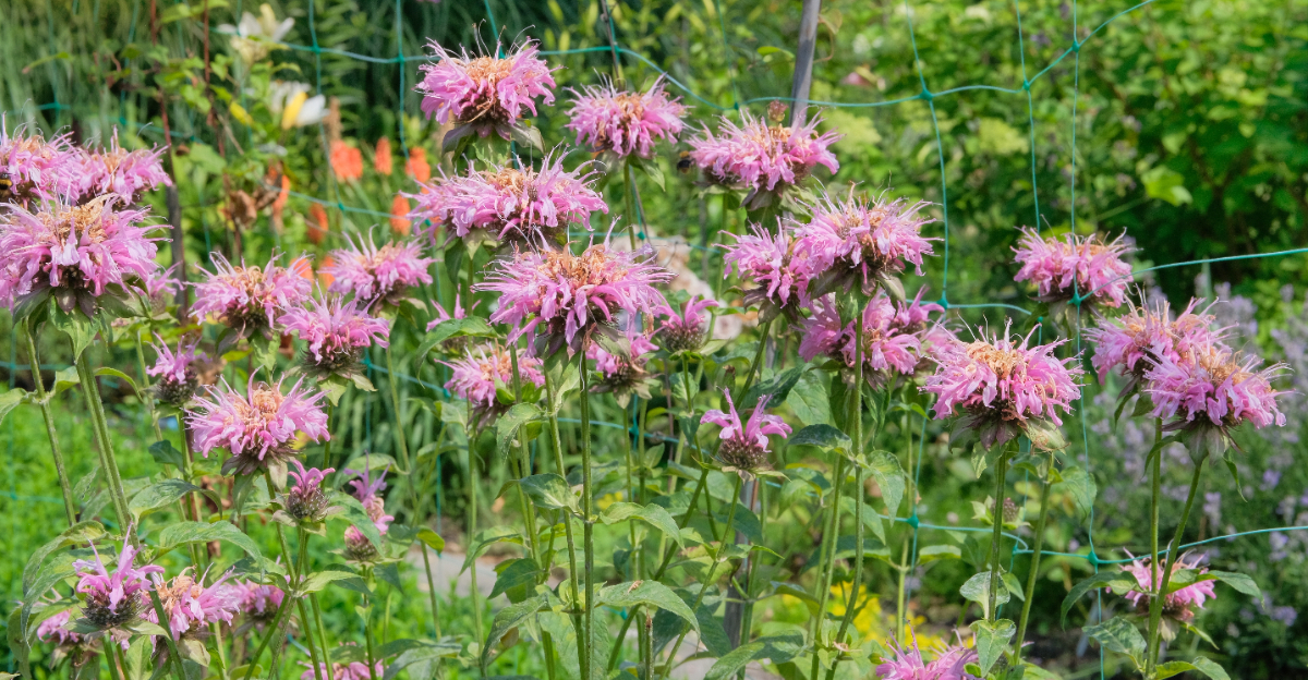 wild bergamot