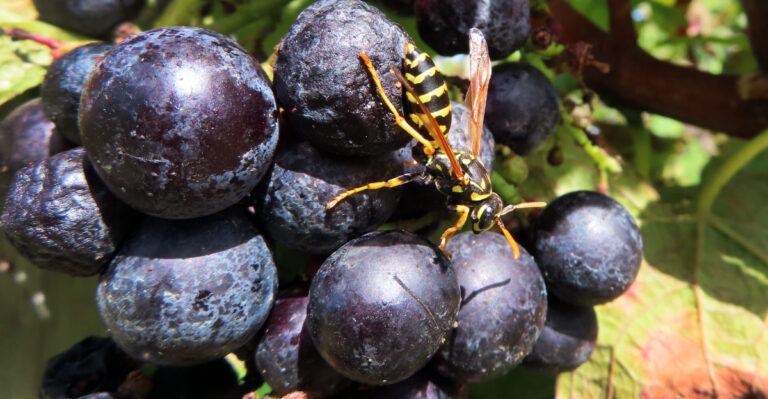 wasp on grapes