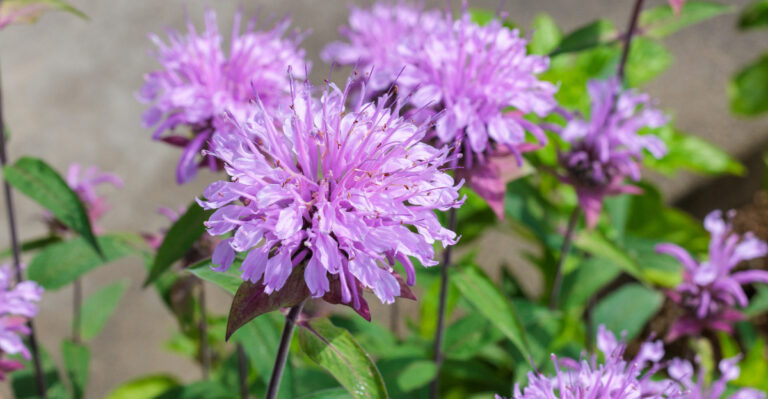 wild bergamot