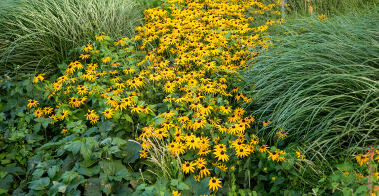 rudbeckia fulgida