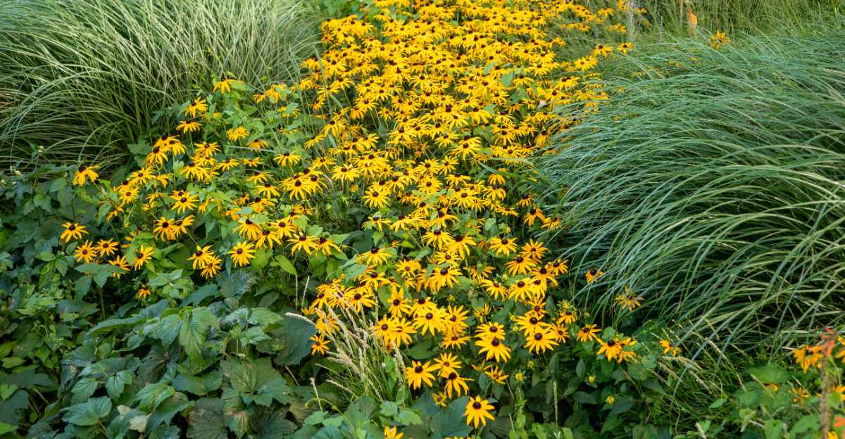 rudbeckia fulgida