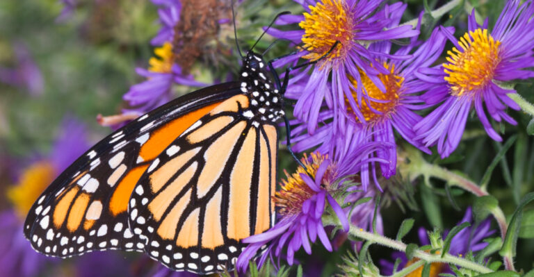 The Michigan Pollinator Plant That Keeps Blooming When Summer Gardens Start Looking Tired