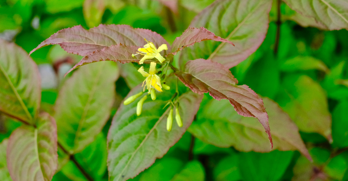 diervilla lonicera closeup