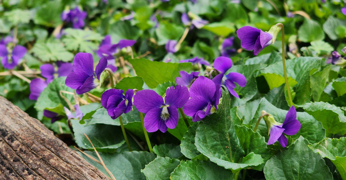 common blue violet