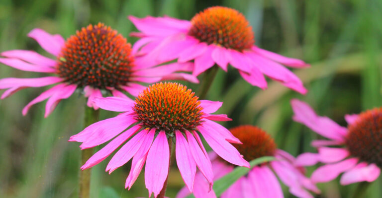 The Minnesota Coneflower That Blooms Longer And Grows Bolder Each Season