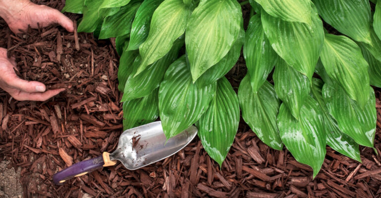 The Minnesota Mulching Move That Keeps Your Soil Rich Through Drought