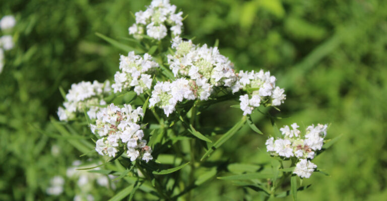 The Minnesota Perennial That Quietly Keeps Deer Ticks And Rabbits Away