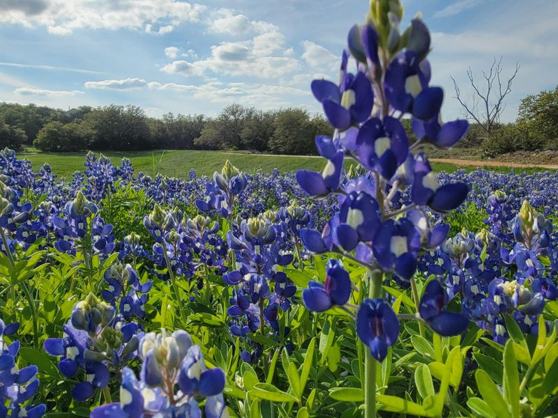The Mistake That Explains Why Your Texas Native Plants Are Not Thriving The Mistake That Explains Why Your Texas Native Plants Are Not Thriving