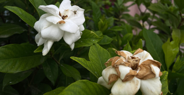 The Mistakes California Gardeners Make When Planting Gardenias Near The House