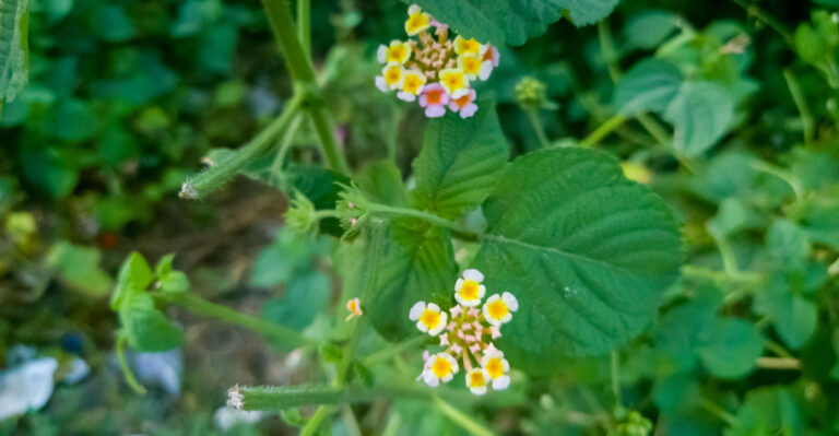 The Mistakes California Gardeners Make With Lantana That Stop It From Blooming