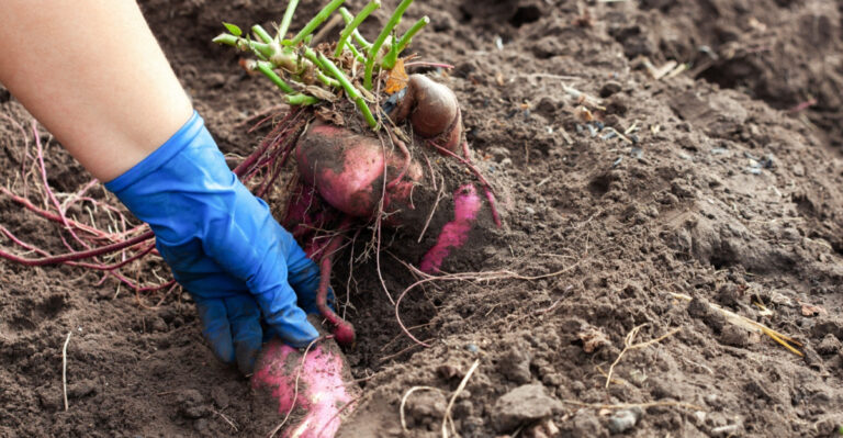 The Mistakes North Carolina Gardeners Make With Sweet Potatoes That Ruin The Harvest