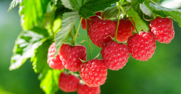 The Month-By-Month Berry Picking Calendar Oregon Gardeners Need