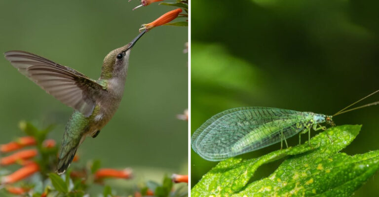hummingbird and lacewings