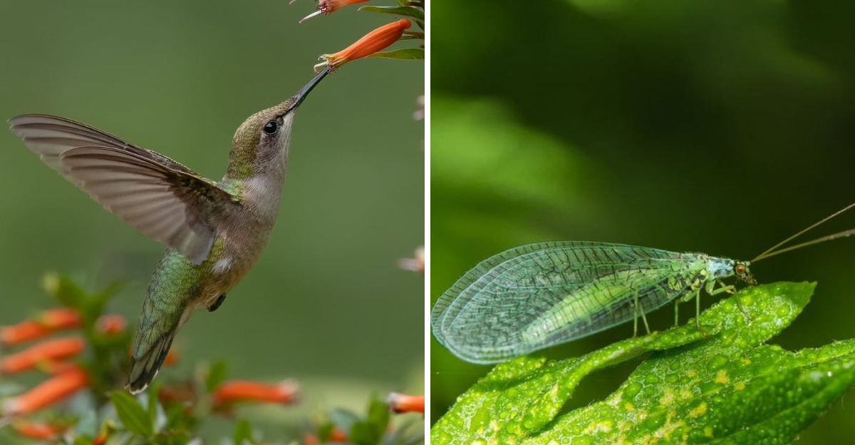 hummingbird and lacewings