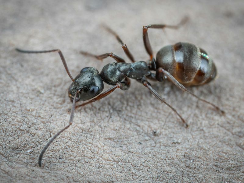The Most Common Ant Species In New York Yards The Most Common Ant Species In New York Yards