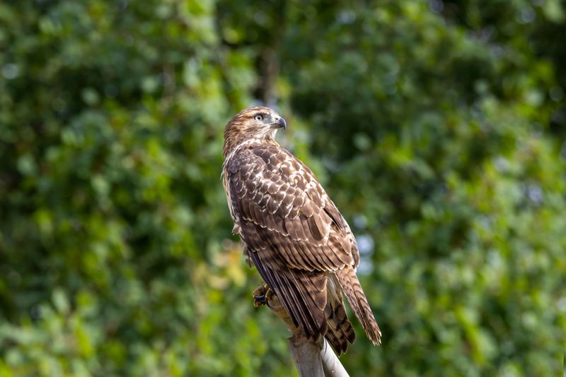 The Most Common Hawks In Tennessee Backyards The Most Common Hawks In Tennessee Backyards