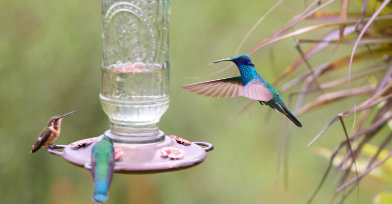 The Most Common Hummingbird Feeder Mistakes You’re Probably Making