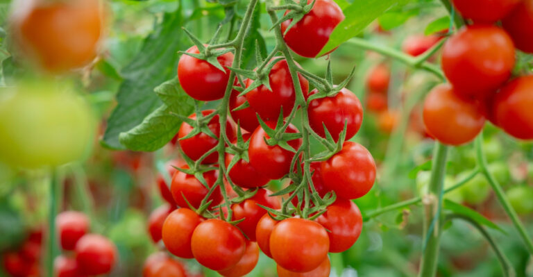 The Most Common Tomato Mistakes Costing Indiana Gardeners Their Best Harvests